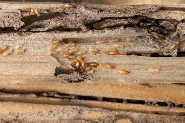Flea Control Services in Sellersburg, IN
