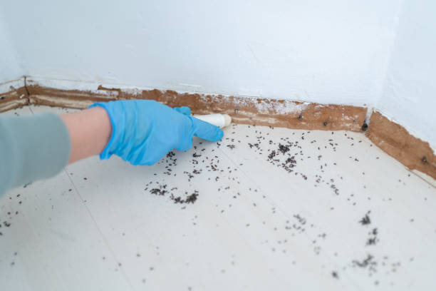 Best Residential Pest Control  in Sellersburg, IN